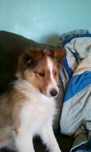 Sadie's new pink bow! 12 weeks old