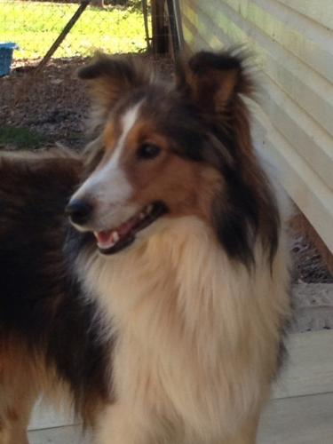 Sadie's Ocean Breeze of Providence Ridge at 8 months old
