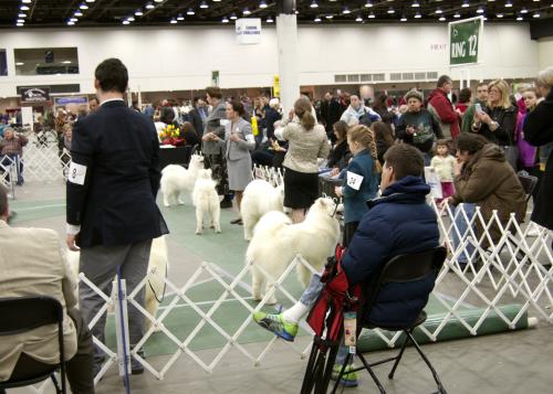 Samoyeds