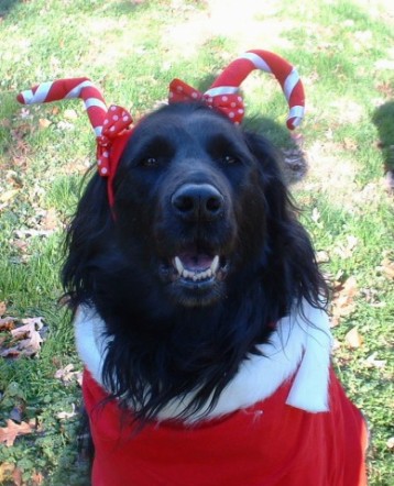 santasasha
