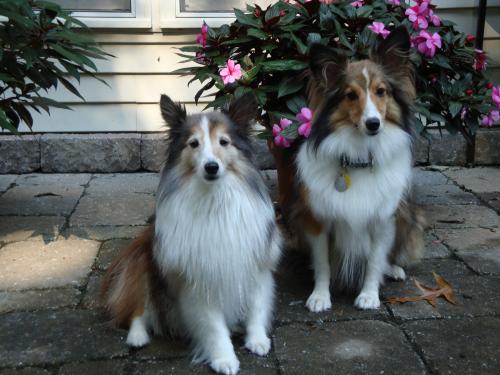 Sassafras and Bentley sitting pretty in front of spring flowers. Little did we know we only had about 4 months left before Sassy would cross the Rainb