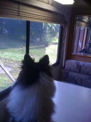 Sca watches the deer