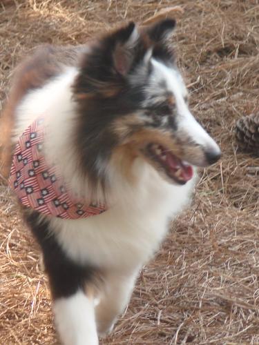Scout - we miss you