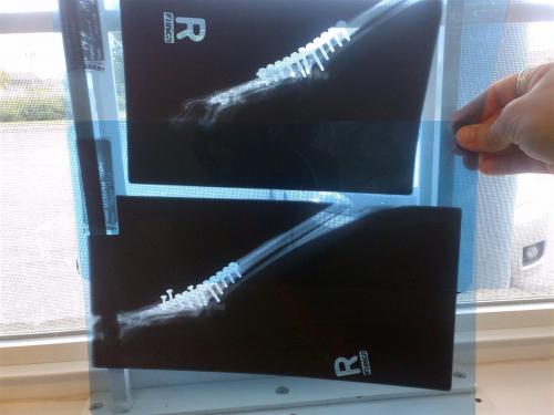 Screws popping out 1 year later!