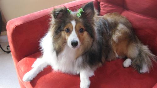 See my pretty bows!