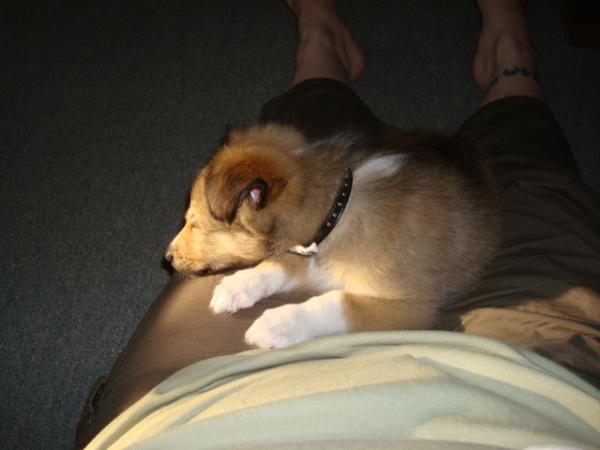 September sleeping on my lap