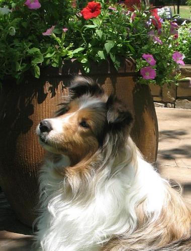 She looks so reflective--but she was just really watching the treat Dad had in his hand, lol!