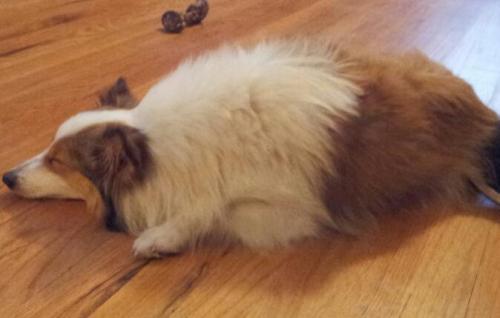 She was so exhausted all the time, you can see from just her tangled fur they didn't take care of her at all.