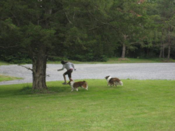 Sheltie games!  What's more fun that running around in circles on the front yard?
