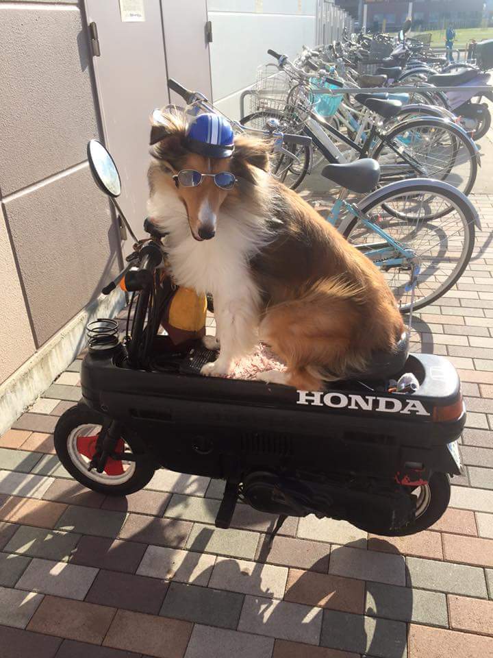 Sheltie in Nigata