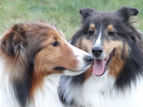Sheltie Kisses!