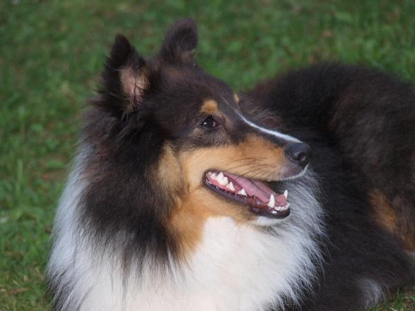 Sheltie Smile!