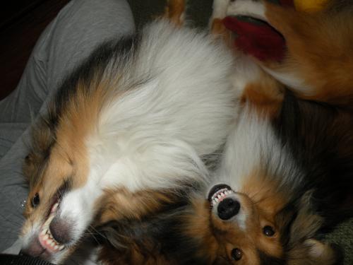 Sheltie smiles