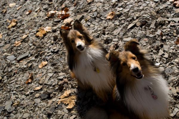 Shelties Sit