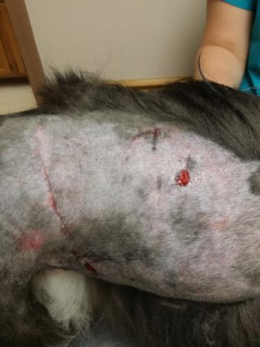 Shot of the back and side bites.  for some reason, the dog's upper left canine did not penetrate and left scratches and abrasions instead.