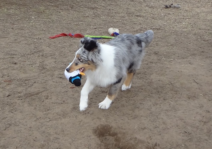 showing off his retrieving skills