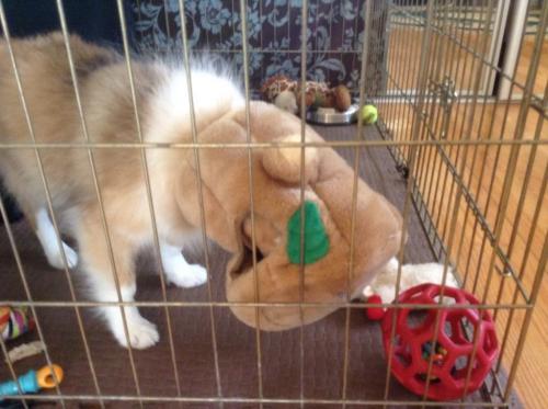 Silly pup stuck with head in toy!