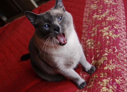 Simon
