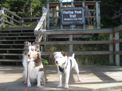 Sitting for pictures. Both pups were amazing. Dogs and people were walking by but they both stayed there until we got the shot we wanted.