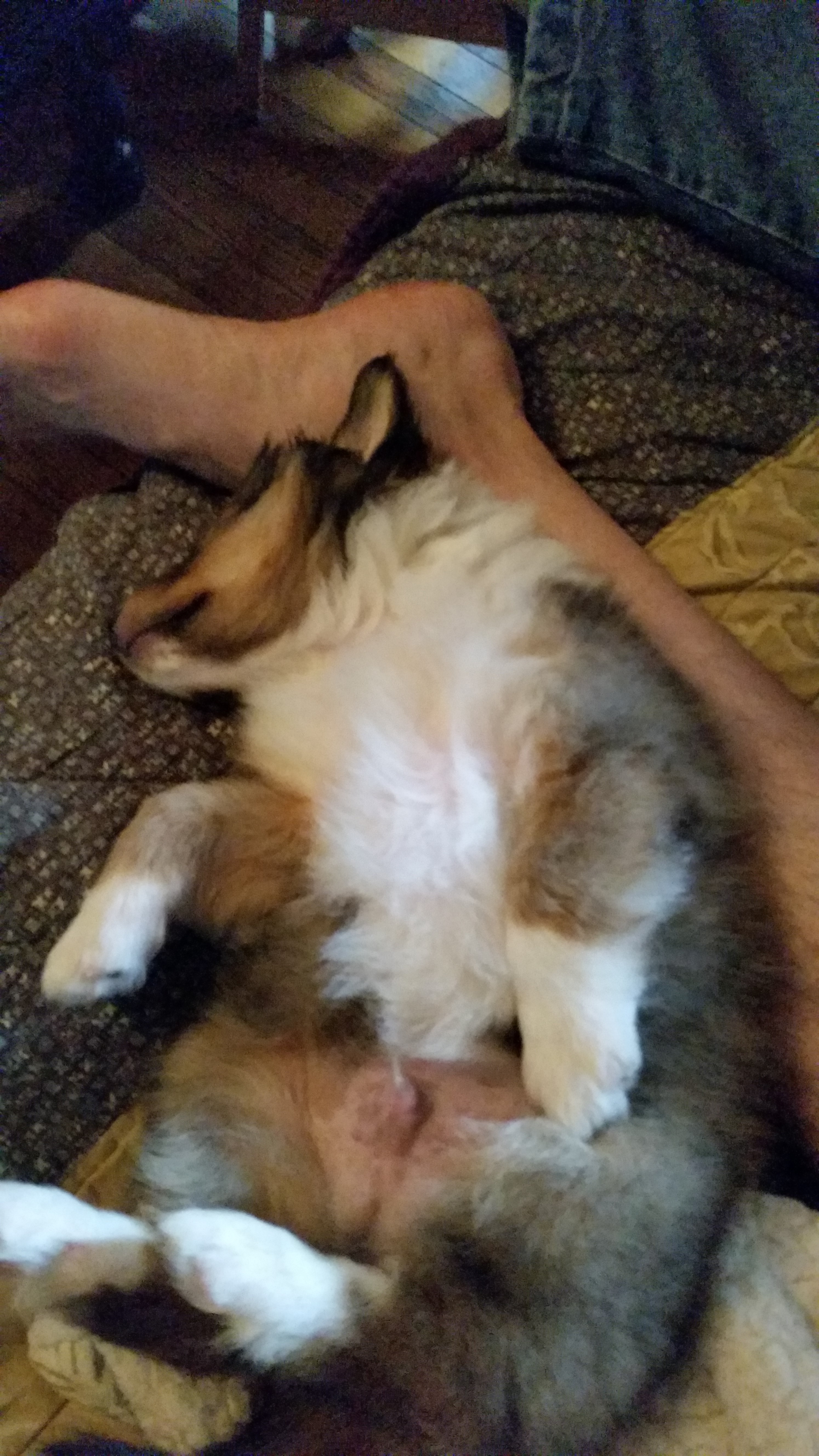 Sleeping Cooper Puppy