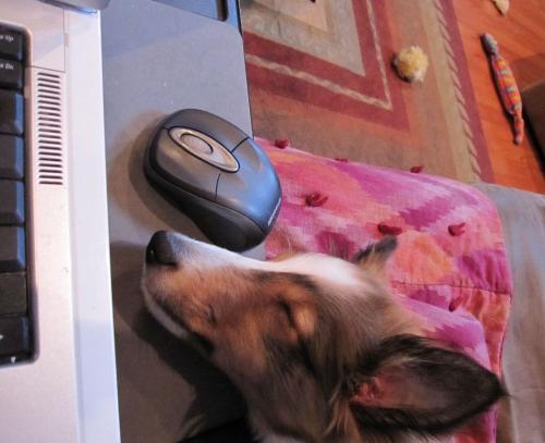 sleeping with mouse