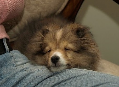So Fuzzy!  11 Weeks Old

My Dad took this with his SLR.  I love how it emphasizes the puppy fluff around her face.  One of my fav photos of her.