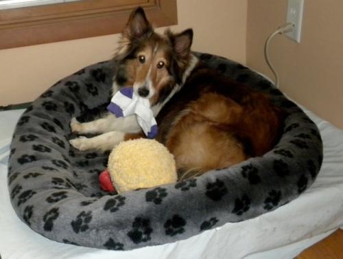 Sock Thief caught red handed!