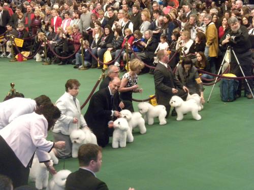 some cute pups, all lined up