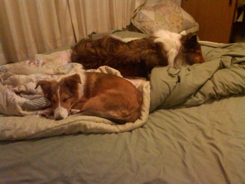 Somehow, cuddle time turned into nap time on my bed!