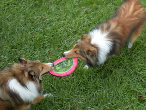 Sometimes we even convince Bentley to play!