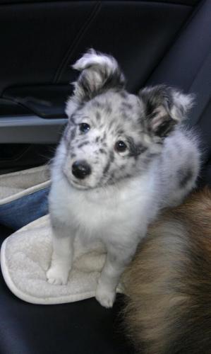 SOPHIA 8 WEEKS OLD