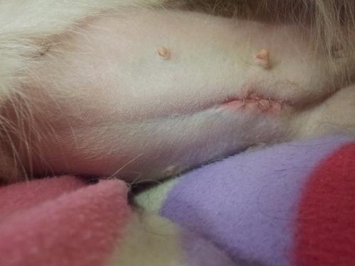 Spay stitches