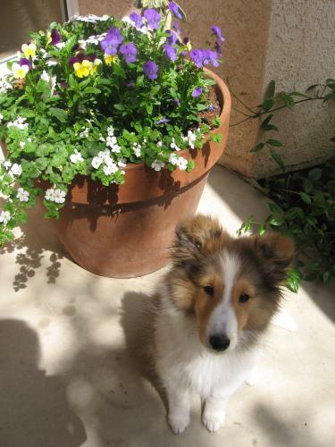 Springtime puppy