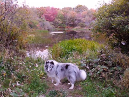 Spruce favourite swamp