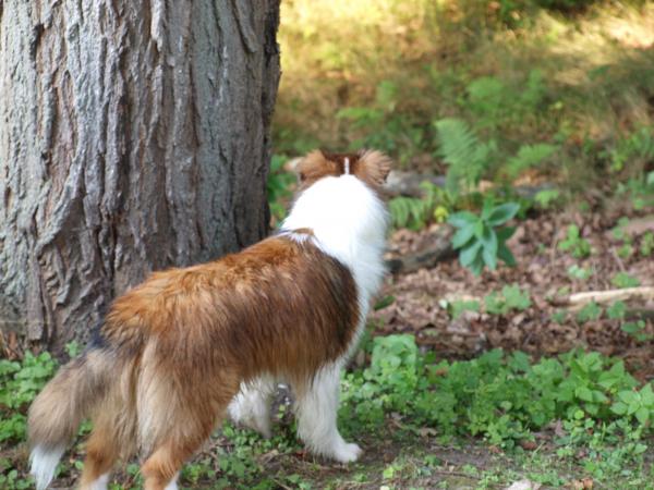 Stalking Indy!  Bacca scans behind the tree where Indy is hiding!  (Also wet puppy!  He was hosed down just a few minutes before)