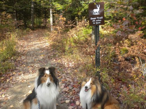 Starting our walk on the Deer Trail