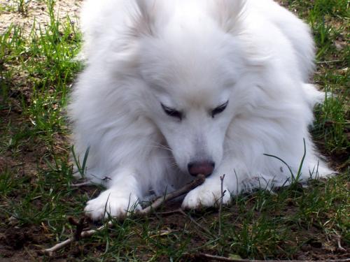 sugar chewing on any stick she finds