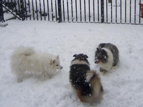 sugar,suzi and kayla in the snoa