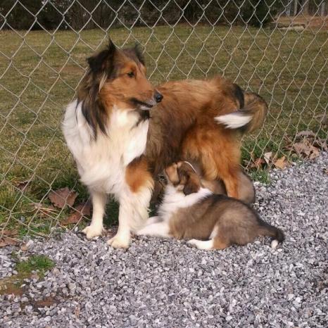 Summer and baby Sadie