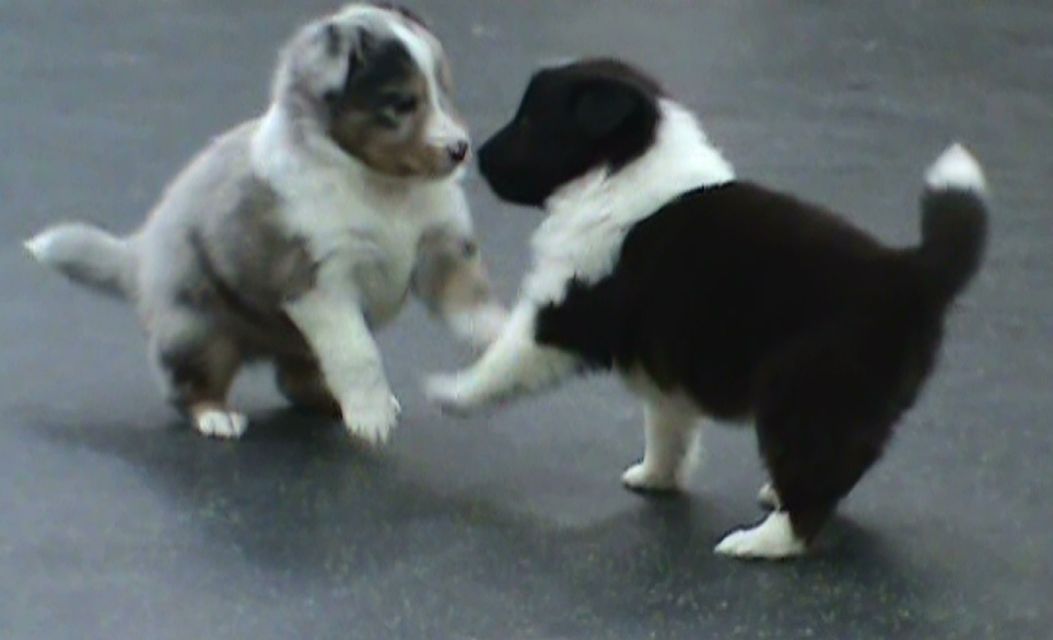 Sumo wrestlers- Birch and Balsam(Elliot) 4 ,5 wks