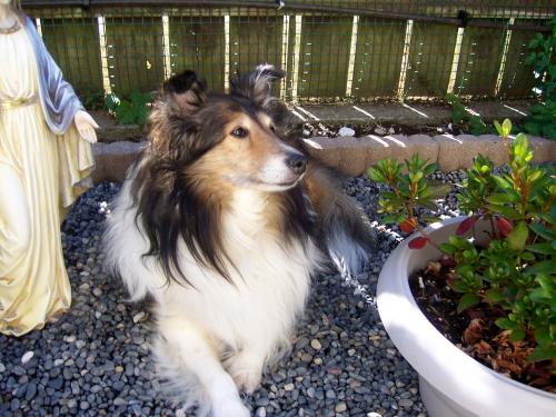 suzi calm and relaxing in the ''zen garden''