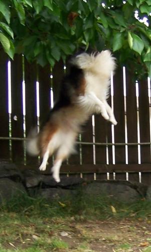 suzi 
doing her ''cherry tree jumping''
she jumps up to grab a certain, always the same branch ( which has tons of teeth marks) she has done this si
