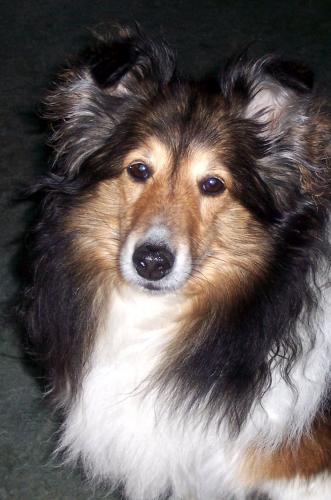 suzi