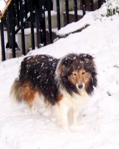 suzi