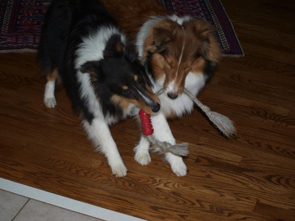 Synchorized tug-of-war!   Note the fine alignment of each of their front left legs!   We are working on alighing their heads a little more elegantly g