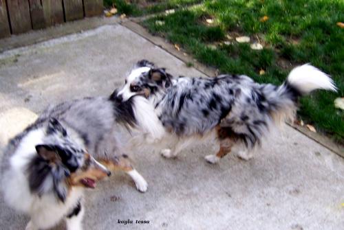tail pulling
