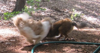 tails a waggin