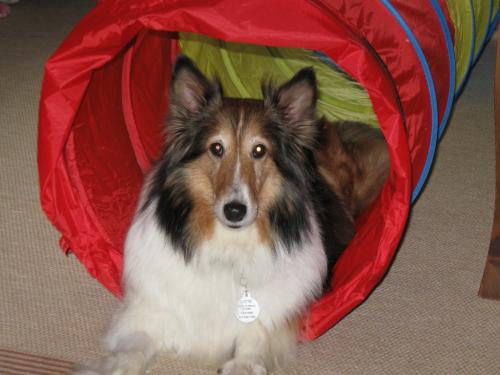 Taking a rest after showing off her tunnel skills