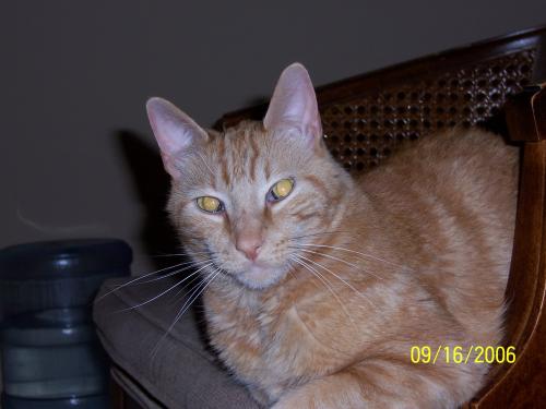 Tanner my cat