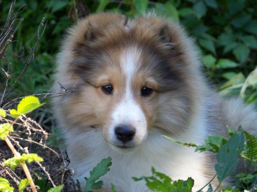 Tansy 14wks